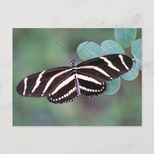 Zebra langwerpvlinder Briefkaart foto (Voorkant)