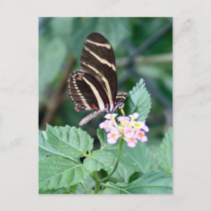 Zebra langwerpvlinder Briefkaart foto