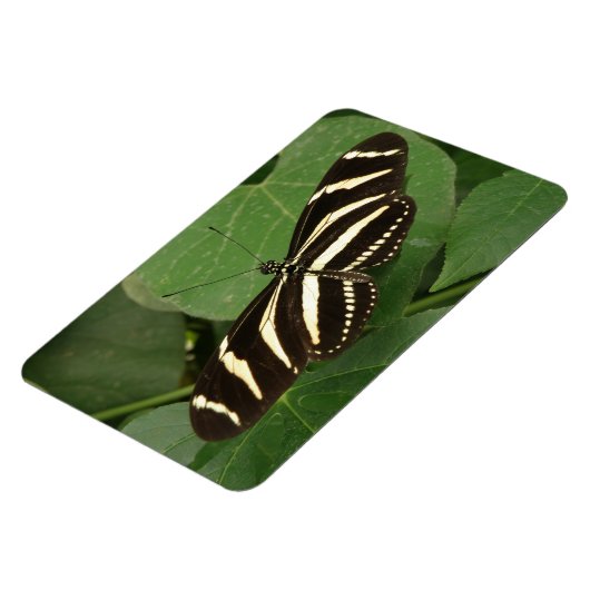 Zebra Langwerpvlinder Flexi Magnet Magneet (Linkerzijde)