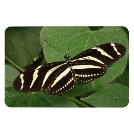 Zebra Langwerpvlinder Flexi Magnet Magneet (Horizontaal)