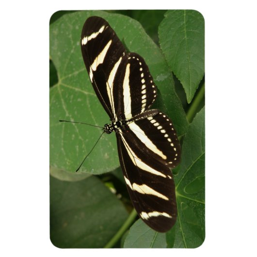 Zebra Langwerpvlinder Flexi Magnet Magneet (Verticaal)