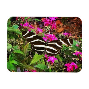 Zebra langwerpvlinder magneet