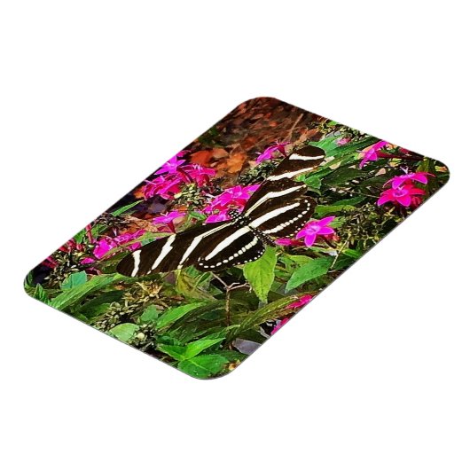 Zebra langwerpvlinder magneet (Linkerzijde)