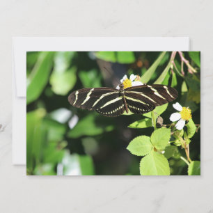 Zebra langwerpvlinder notitiekaartje