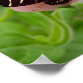 Zebra langwerpvlinder poster (Hoek)