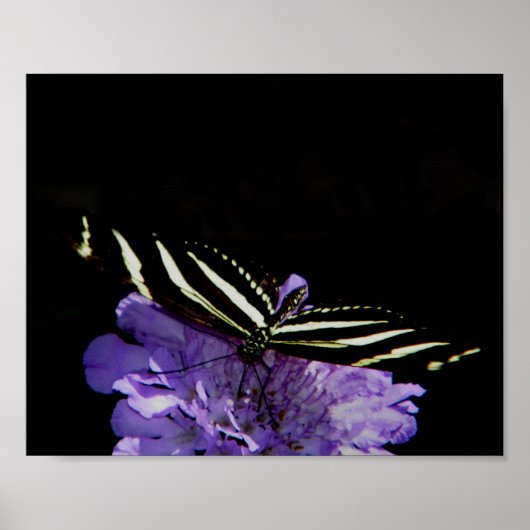 Zebra langwerpvlinder poster (Voorkant)