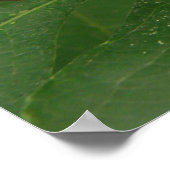 Zebra Langwerpvlinderdruk Poster (Hoek)