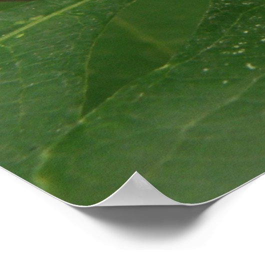 Zebra Langwerpvlinderdruk Poster (Hoek)