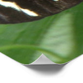 Zebra langwerpvlinderdruk Poster (Hoek)