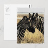 ZEBRA LIEFT BRIEFKAART (Voorkant / Achterkant)