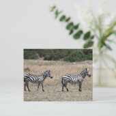 zebra lijnen briefkaart (Staand voorkant)