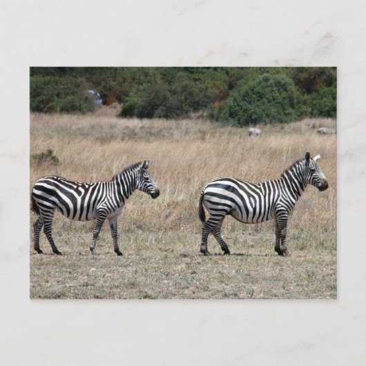 zebra lijnen briefkaart (Voorkant)