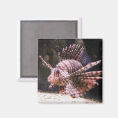 Zebra Lion vismagneet Magneet (Voorkant / Achterkant)