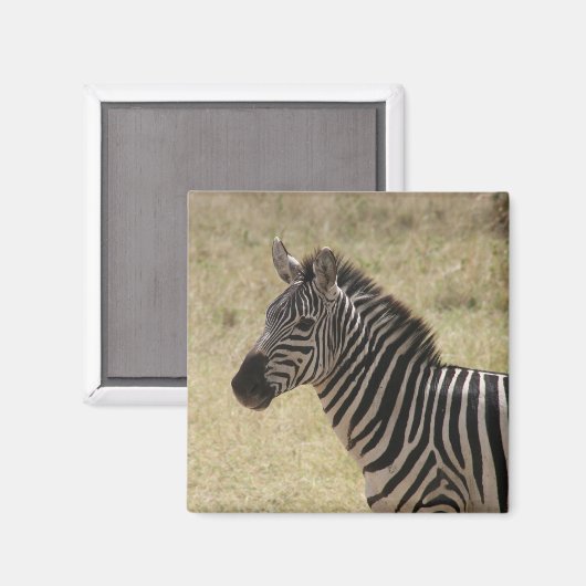 zebra lone magneet (Voorkant / Achterkant)