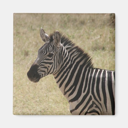 zebra lone magneet (Voorkant)