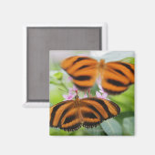 Zebra Long Wing Butterfly 2 Magneet (Voorkant / Achterkant)