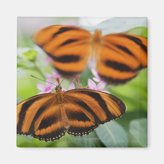 Zebra Long Wing Butterfly 2 Magneet (Voorkant)