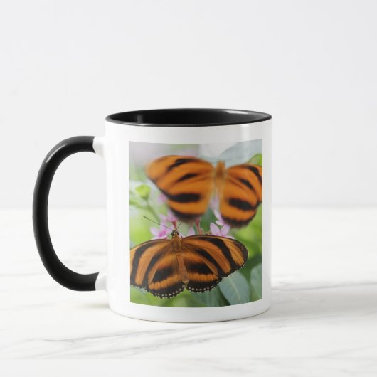 Zebra Long Wing Butterfly 2 Mok (Links)