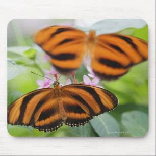 Zebra Long Wing Butterfly 2 Muismat