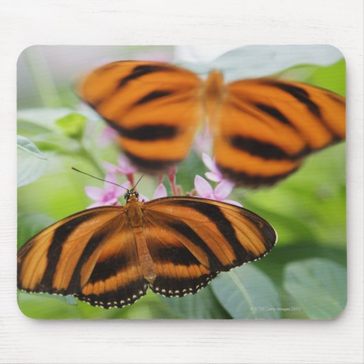 Zebra Long Wing Butterfly 2 Muismat (Voorkant)
