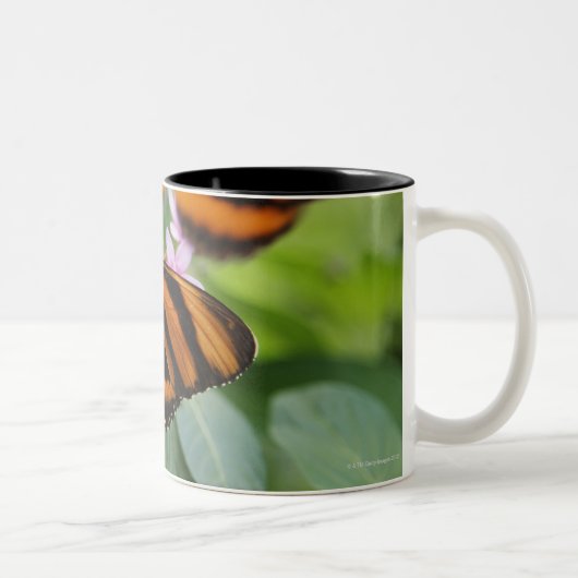 Zebra Long Wing Butterfly 2 Tweekleurige Koffiemok (Rechts)