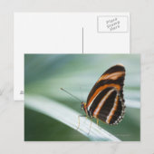 Zebra Long Wing Butterfly Briefkaart (Voorkant / Achterkant)