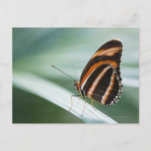 Zebra Long Wing Butterfly Briefkaart (Voorkant)