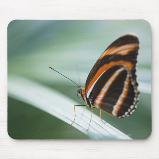 Zebra Long Wing Butterfly Muismat (Voorkant)