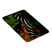 Zebra Long Wing op bloemen Magneet (Rechterzijde)