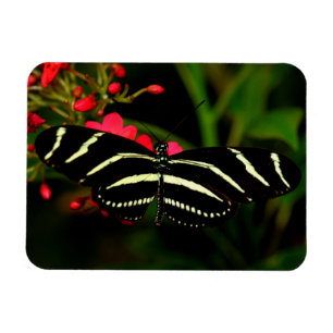 Zebra Long Wing op bloemen Magneet
