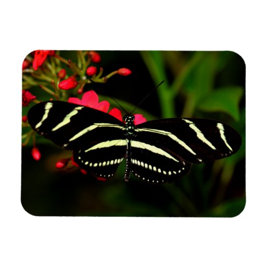 Zebra Long Wing op bloemen Magneet (Horizontaal)
