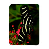 Zebra Long Wing op bloemen Magneet (Verticaal)