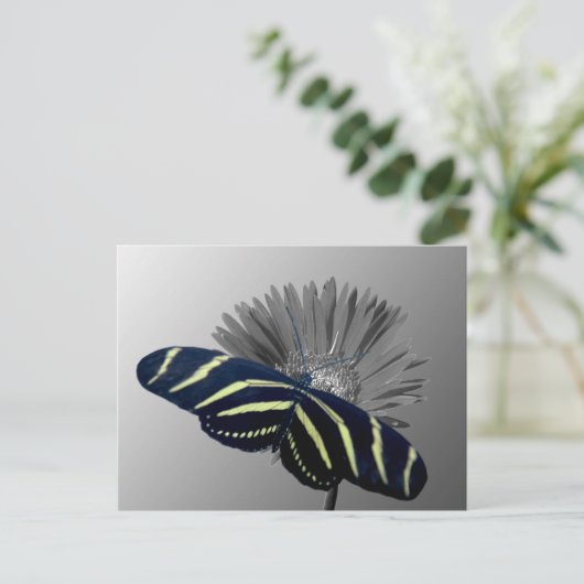 Zebra Longtail op een Daisy Briefkaart (Staand voorkant)