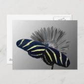 Zebra Longtail op een Daisy Briefkaart (Voorkant / Achterkant)