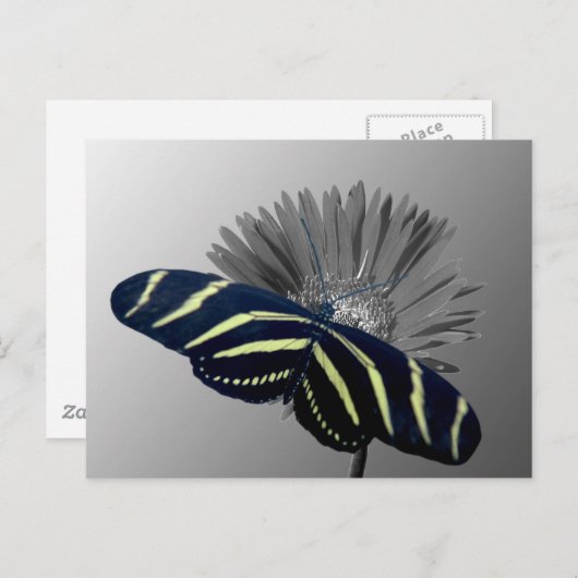 Zebra Longtail op een Daisy Briefkaart (Voorkant / Achterkant)