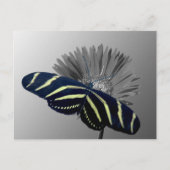 Zebra Longtail op een Daisy Briefkaart (Voorkant)