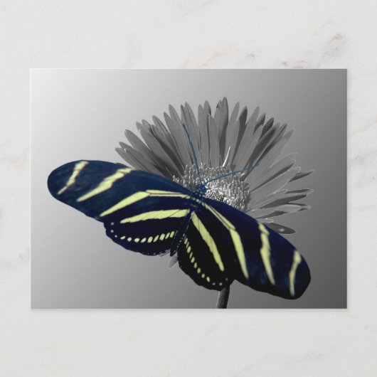 Zebra Longtail op een Daisy Briefkaart (Voorkant)