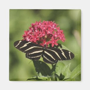 Zebra-longvlinder, Heliconius Magneet