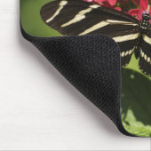 Zebra-longvlinder, Heliconius Muismat (Hoek)