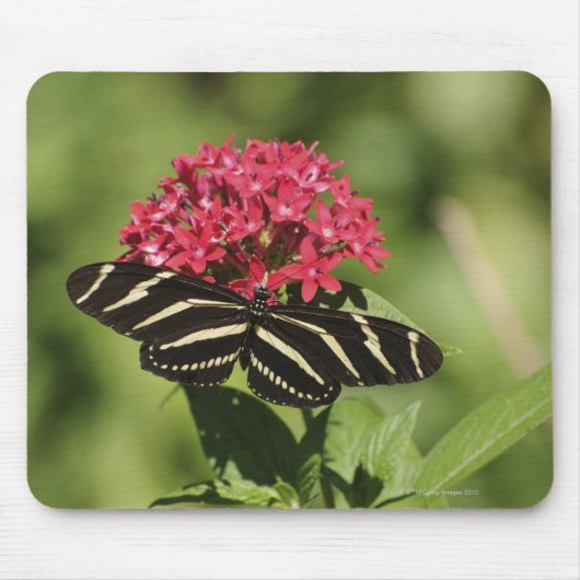 Zebra-longvlinder, Heliconius Muismat (Voorkant)