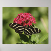 Zebra-longvlinder, Heliconius Poster (Voorkant)