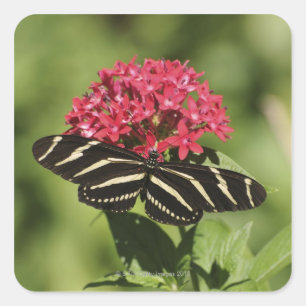 Zebra-longvlinder, Heliconius Vierkante Sticker