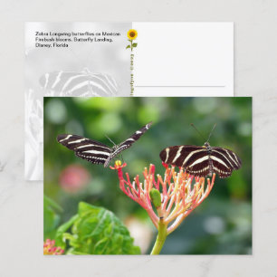 Zebra Longwing Butterflies, FL - briefkaart