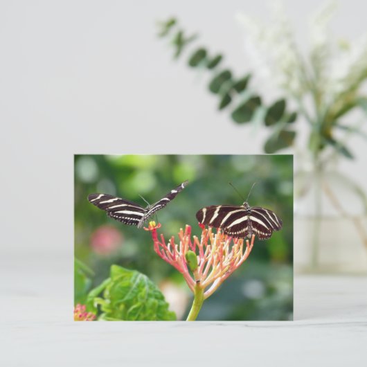 Zebra Longwing Butterflies, FL - briefkaart (Staand voorkant)
