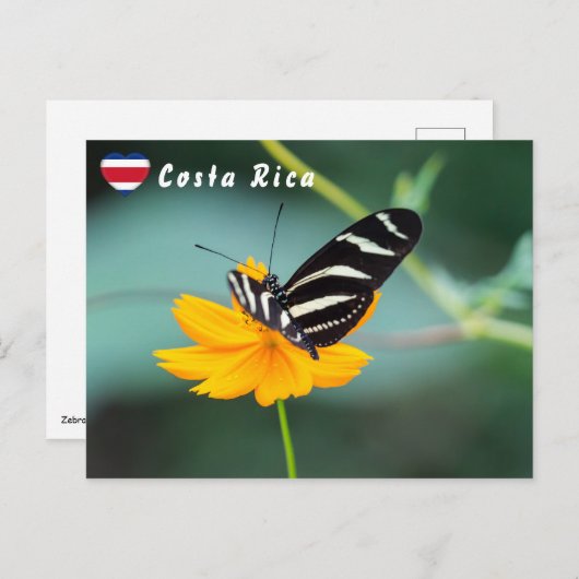 Zebra Longwing Butterfly - Costa Rica Briefkaart (Voorkant / Achterkant)
