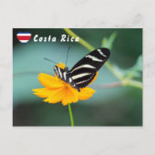 Zebra Longwing Butterfly - Costa Rica Briefkaart (Voorkant)