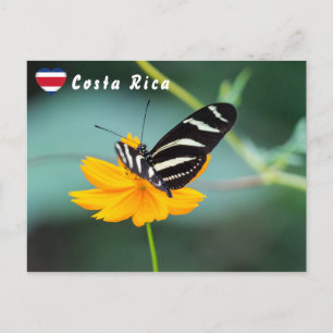 Zebra Longwing Butterfly - Costa Rica Briefkaart
