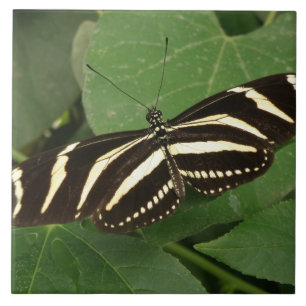 Zebra Longwing Butterfly Tegel Tegeltje