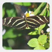 Zebra Longwing Butterfly Vierkante Sticker (Voorkant)