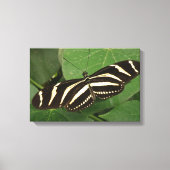 Zebra Longwing Vlinder Canvas Print (Voorkant)